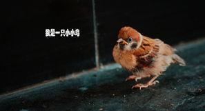 小小鸟福利在线