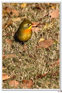 小小鸟福利在线